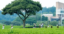 缩略图10