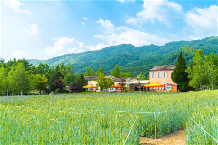 高城河妮薰衣草农场3