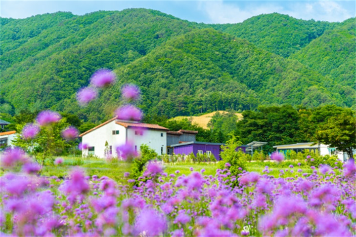 高城河妮薰衣草农场1