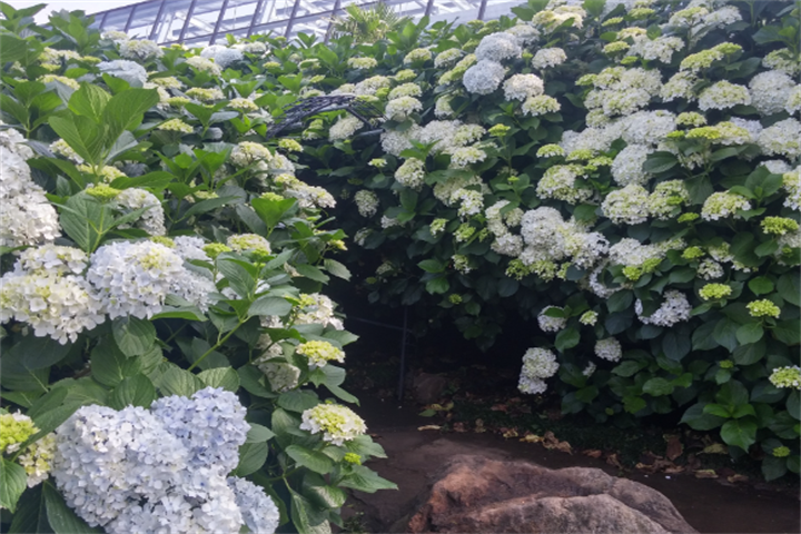 山茶花3 山茶花3