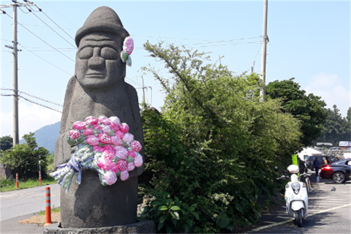 山茶花4 山茶花4