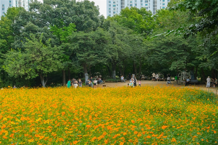 奥林匹克公园野花廊1