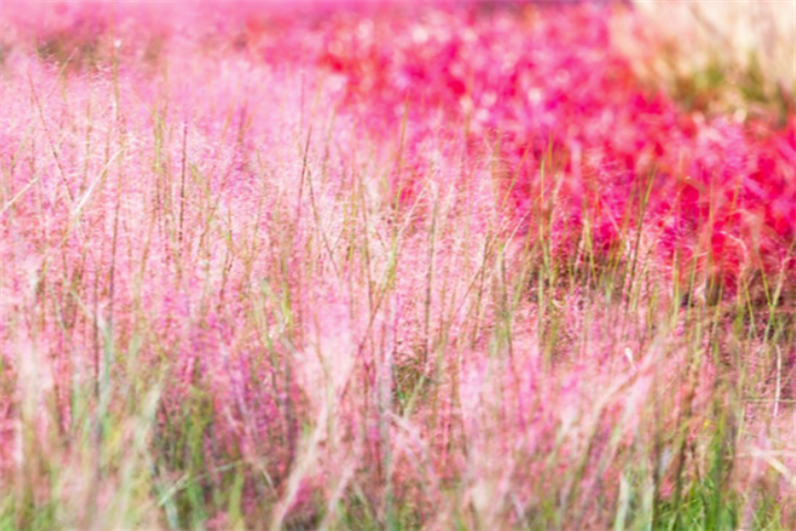 GRASS庭院2