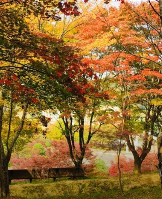 锦江树木园 锦江树木园