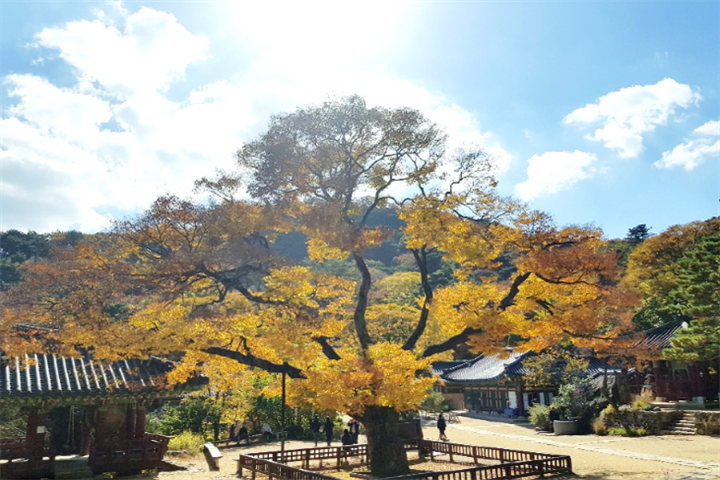 传灯寺3 传灯寺3