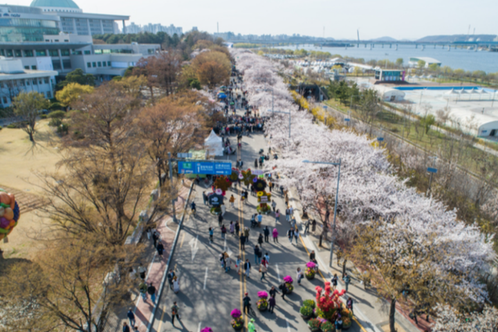 永登浦汝矣岛春花庆典2