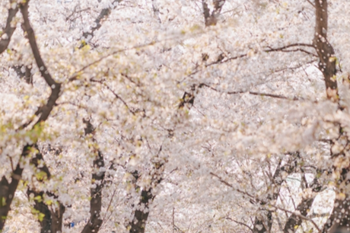 永登浦汝矣岛春花庆典3