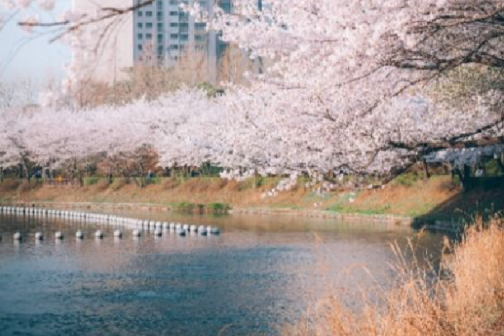松坡区湖水樱花庆典3