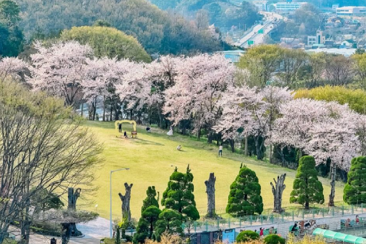 世宗beartree park6