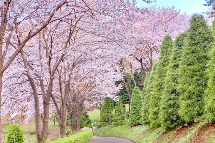 世宗beartree park2