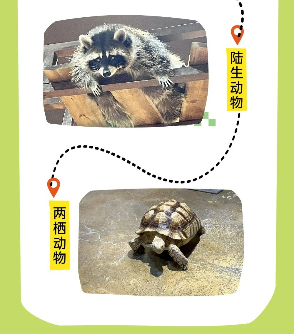 切图_zoolungzoolung-3 切图_zoolungzoolung-3